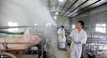 养猪场消毒 如何根据需求选择合适的消毒剂与消毒程序——给消毒剂生产商的建议